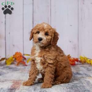 Zandra, Mini Goldendoodle Puppy